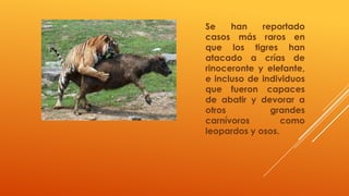 Se    han    reportado
casos más raros en
que los tigres han
atacado a crías de
rinoceronte y elefante,
e incluso de individuos
que fueron capaces
de abatir y devorar a
otros          grandes
carnívoros        como
leopardos y osos.
 