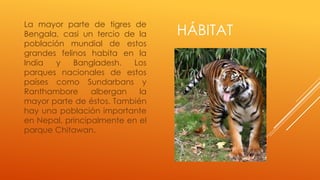 La mayor parte de tigres de
Bengala, casi un tercio de la    HÁBITAT
población mundial de estos
grandes felinos habita en la
India  y    Bangladesh.   Los
parques nacionales de estos
países como Sundarbans y
Ranthambore      albergan   la
mayor parte de éstos. También
hay una población importante
en Nepal, principalmente en el
parque Chitawan.
 