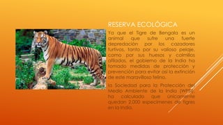 RESERVA ECOLÓGICA
Ya que el Tigre de Bengala es un
animal     que   sufre    una    fuerte
depredación por los cazadores
furtivos, tanto por su valioso pelaje,
como por sus huesos y colmillos
afilados, el gobierno de la India ha
tomado medidas de protección y
prevención para evitar así la extinción
de este maravilloso felino.
la Sociedad para la Protección del
Medio Ambiente de la India (WPSI),
ha    calculado que únicamente
quedan 2.000 especímenes de tigres
en la India.
 