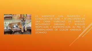 LA   SUBESPECIE   MÁS  NUMEROSA      Y
CONOCIDA DE TIGRE, Y SE ENCUENTRA EN
UNA GRAN VARIEDAD DE HÁBITATS,
INCLUYENDO     SABANAS   Y    BOSQUES
TROPICALES Y SUBTROPICALES. SU PIEL ES
GENERALMENTE DE COLOR NARANJA O
LEONADO.
 
