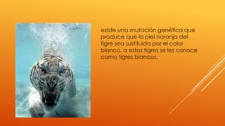existe una mutación genética que
produce que la piel naranja del
tigre sea sustituida por el color
blanco, a estos tigres se les conoce
como tigres blancos.
 