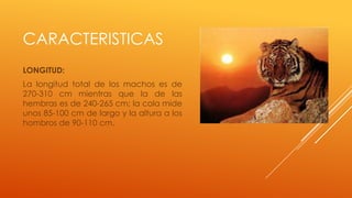 CARACTERISTICAS
LONGITUD:
La longitud total de los machos es de
270-310 cm mientras que la de las
hembras es de 240-265 cm; la cola mide
unos 85-100 cm de largo y la altura a los
hombros de 90-110 cm.
 