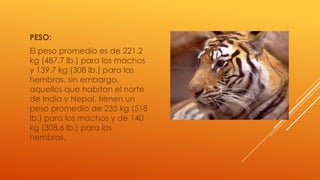 PESO:
El peso promedio es de 221.2
kg (487.7 lb.) para los machos
y 139.7 kg (308 lb.) para las
hembras, sin embargo,
aquellos que habitan el norte
de India y Nepal, tienen un
peso promedio de 235 kg (518
lb.) para los machos y de 140
kg (308.6 lb.) para las
hembras.
 
