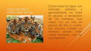Como todos los tigres, son
CICLO DE VIDA Y     animales    solitarios   y
ESTRUCTURA SOCIAL   generalmente no viven
                    en grupos, a excepción
                    de las hembras, que
                    viajan con sus crías en
                    grupos de tres o cuatro.
                    Los machos cuidan un
                    territorio donde viven
                    varias hembras con las
                    que aparean.
 