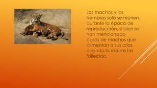 Los machos y las
hembras solo se reúnen
durante la época de
reproducción, si bien se
han mencionado
casos de machos que
alimentan a sus crías
cuando la madre ha
fallecido.
 