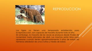 REPRODUCCION




Los tigres no tienen una temporada establecida para
la reproducción, son capaces de hacerlo durante todo el año.
Sin embargo, la mayoría de las veces se produce desde finales de
noviembre hasta principios de abril. Los machos están listos para
aparearse cuando tienen aproximadamente 5 años de edad, las
hembras alrededor de unos 3 años y medio de edad.
 