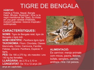 HÀBITAT:
                  TIGRE DE BENGALA
 Habita a l'Índia, Nepal, Bangla
 Desh, Bhutan, Myanmar i Xina (a la
 regió meridional del Tibet). Es troba
 en una gran varietat d'hàbitats,
 incloent sabanes i boscos tropicals i
 subtropicals.

CARACTERÍSTIQUES:
NOMS: Tigre de Bengala reial, tigre de
Bengala o tigre indi.
NOM CIENTÍFIC: Panthera tigris tigris
TAXONOMIA: Fílum: Chordata, Classe:
Mammalia, Ordre: Carnivora, Família:
Felidae, Gènere: Panthera, Espècie: P.   ALIMENTACIÓ:
tigris,                                  És carnívor, menja animals
PES: De 180 a 270 kg els mascles i uns   com micos, paons, llebres,
140 kg les femelles.
                                         búfals, senglars, cérvols,
LLARGÀRIA: de 2,70 a 3,10 m
                                         antílops i fins i tot peixos.
LONGEVITAT: De 10 a 12 anys (30
anys en captivitat).
 