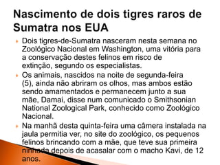  Dois tigres-de-Sumatra nasceram nesta semana no
Zoológico Nacional em Washington, uma vitória para
a conservação destes felinos em risco de
extinção, segundo os especialistas.
 Os animais, nascidos na noite de segunda-feira
(5), ainda não abriram os olhos, mas ambos estão
sendo amamentados e permanecem junto a sua
mãe, Damai, disse num comunicado o Smithsonian
National Zoological Park, conhecido como Zoológico
Nacional.
 Na manhã desta quinta-feira uma câmera instalada na
jaula permitia ver, no site do zoológico, os pequenos
felinos brincando com a mãe, que teve sua primeira
ninhada depois de acasalar com o macho Kavi, de 12
anos.
 