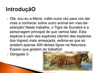  Olá, sou eu a Maria, voltei outra vez para vos dar
mais a conhecer sobre outro animal em vias-de-
extinção! Neste trabalho, o Tigre de Sumatra é a
personagem principal de que vamos falar. Esta
espécie é uam das espécies (dentro das espécies
dos trigres) mais ameaçada, estima-se que só
existem apenas 400 destes tigres na Natureza.
Espero que gostem do trabalho!
 Obrigada 
 