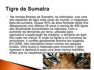  Na remota floresta de Sumatra, na Indonésia, vive uma
das espécies de tigre mais raras do mundo: o majestoso
tigre-de-sumatra. Quase 50% da área florestal desta ilha
desapareceu nos últimos 25 anos e menos de 400 tigres
são atualmente encontrados na natureza. Com o
aumento da demanda por terra, utilizada para
agricultura e exploração de madeira, o território do tigre
fica cada vez menor. E onde os tigres e os humanos se
encontram, o conflito geralmente termina em tragédia.
Em 2009, oito indonésios foram mortos em ataques
brutais. Uma busca é realizada para encontrar o tigre
agressor e deslocá-lo para uma área menos habitada
antes que os caçadores ilegais o encontrem.
 