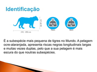 É a subespécie mais pequena de tigres no Mundo. A pelagem
ocre-alaranjada, apresenta riscas negras longitudinais largas
e muitas vezes duplas, pelo que a sua pelagem é mais
escura do que noutras subespécies.
 