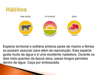 Espécie territorial e solitária embora pares de macho e fêmea
se possam associar para além da reprodução. Esta espécie
gosta muito de água e é uma excelente nadadora. Durante os
dias mais quentes da época seca, passa longos períodos
dentro de água. Caça por emboscada.
 