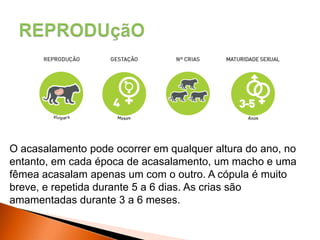 O acasalamento pode ocorrer em qualquer altura do ano, no
entanto, em cada época de acasalamento, um macho e uma
fêmea acasalam apenas um com o outro. A cópula é muito
breve, e repetida durante 5 a 6 dias. As crias são
amamentadas durante 3 a 6 meses.
 