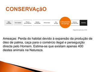Ameaças: Perda do habitat devido à expansão da produção de
óleo de palma, caça para o comércio ilegal e perseguição
directa pelo Homem. Estima-se que existam apenas 400
destes animais na Natureza.
 