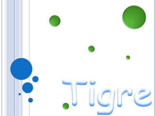 Tigre 