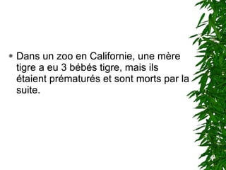 Dans un zoo en Californie, une mère tigre a eu 3 bébés tigre, mais ils étaient prématurés et sont morts par la suite.