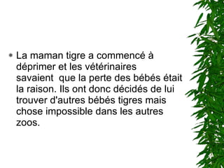 La maman tigre a commencé à déprimer et les vétérinaires savaient que la perte des bébés était la raison. Ils ont donc décidés de lui trouver d'autres bébés tigres mais chose impossible dans les autres zoos.