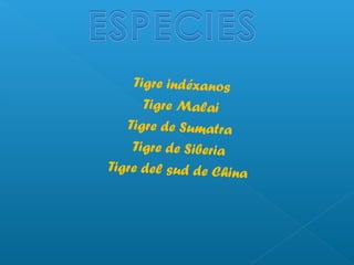 Tigre indéxanos
Tigre Malai
Tigre de Sumatra
Tigre de Siberia
Tigre del sud de China