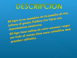  El tigre es un mamífero de la familia de los
felinos el genero Pnthera. Los tigres son
depredadores carnívoros.
 El tigre tiene rallas de color naranja i negro
por todo el cuerpo, tiene unos colmillos muy
grandes i afilados.
 