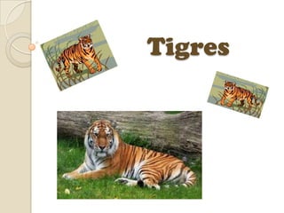 Tigres 