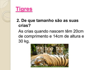 Tigres2. De que tamanho são as suas crias?	As crias quando nascem têm 20cm de comprimento e 14cm de altura e 30 kg.