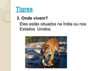 Tigres3. Onde vivem?	Eles estão situados na Índia ou nos Estados  Unidos.
