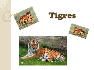 Tigres 