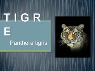 Panthera tigris
 