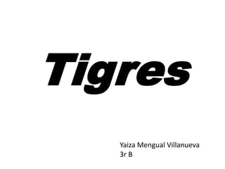 Tigres
Yaiza Mengual Villanueva
3r B
 