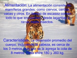 Alimentación:  La alimentación consiste de mamíferos grandes; como ciervos, cerdos, vacas y otros. En tiempo de escasez comen todo lo que encuentren, desde lagartijas y ranas hasta insectos.   Características:  La dimensión promedio del cuerpo, incluyendo la cabeza, es cerca de los 3 metros, a la que se la agrega la cola de 8 metros. Pesa entre 180 y 360 kg. 