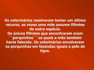 Os veterinários resolveram tentar um último recurso, as vezes uma mãe assume filhotes de outra espécie. Os únicos filhotes que encontraram eram ´´porquinhos´´ os quais a mãe também havia falecido. Os veterinários envolveram os porquinhos em fazendas iguais a pele de tigre. 