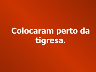 Colocaram perto da tigresa. 