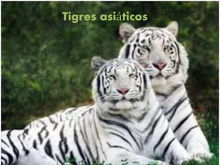 Tigres asiáticos
 