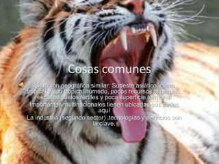 Cosas comunes
    Situación geográfica similar: Sudeste asiático, clima
tropical y sub tropical húmedo, pocos recursos minerales,
     escasos suelos fértiles y poca superficie territorial
  Importantes multinacionales tienen ubicadas sus sedes
                            aquí
La industria (segundo sector) ,tecnologías y servicios son
                          la clave.
 