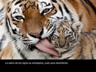 La saliva de los tigres es antiséptica, justo para desinfectar.

 