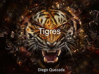 Tigres

Diego Quezada

 