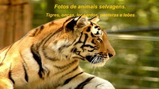 Fotos de animais selvagens.
Tigres, onças, leopardos, panteras e leões
 