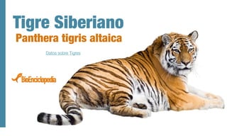 Tigre Siberiano
Panthera tigris altaica
Datos sobre Tigres
 