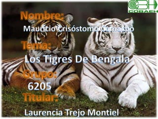 Nombre: Mauricio Crisóstomo Camacho Tema: Los Tigres De Bengala Grupo: 6205 Titular: Laurencia Trejo Montiel 
