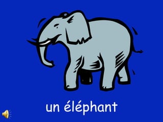 un éléphant 