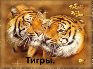 Tigry