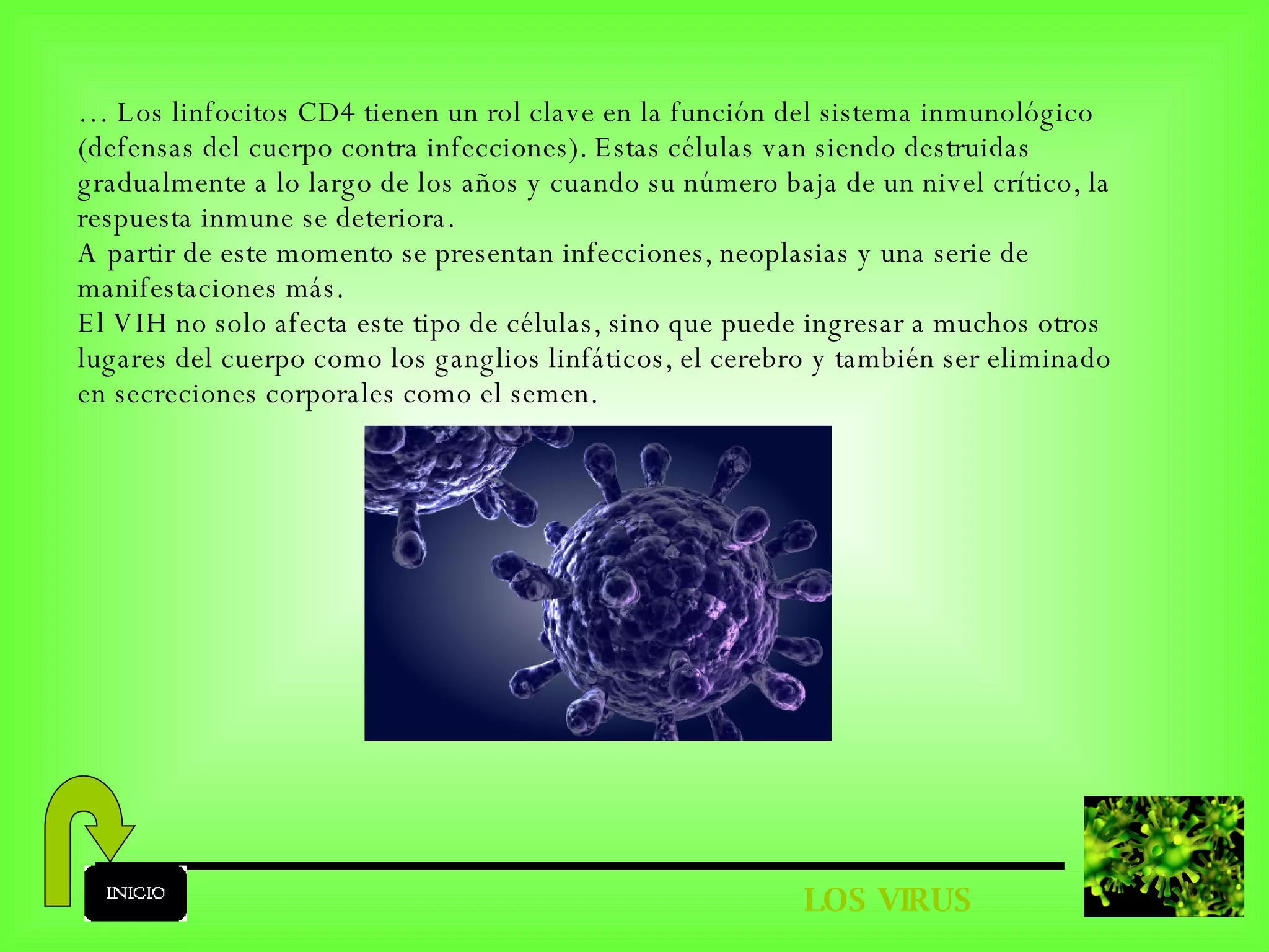 LOS VIRUS …  Los linfocitos CD4 tienen un rol clave en la función del sistema inmunológico (defensas del cuerpo contra infecciones). Estas células van siendo destruidas gradualmente a lo largo de los años y cuando su número baja de un nivel crítico, la respuesta inmune se deteriora. A partir de este momento se presentan infecciones, neoplasias y una serie de manifestaciones más. El VIH no solo afecta este tipo de células, sino que puede ingresar a muchos otros lugares del cuerpo como los ganglios linfáticos, el cerebro y también ser eliminado en secreciones corporales como el semen. 