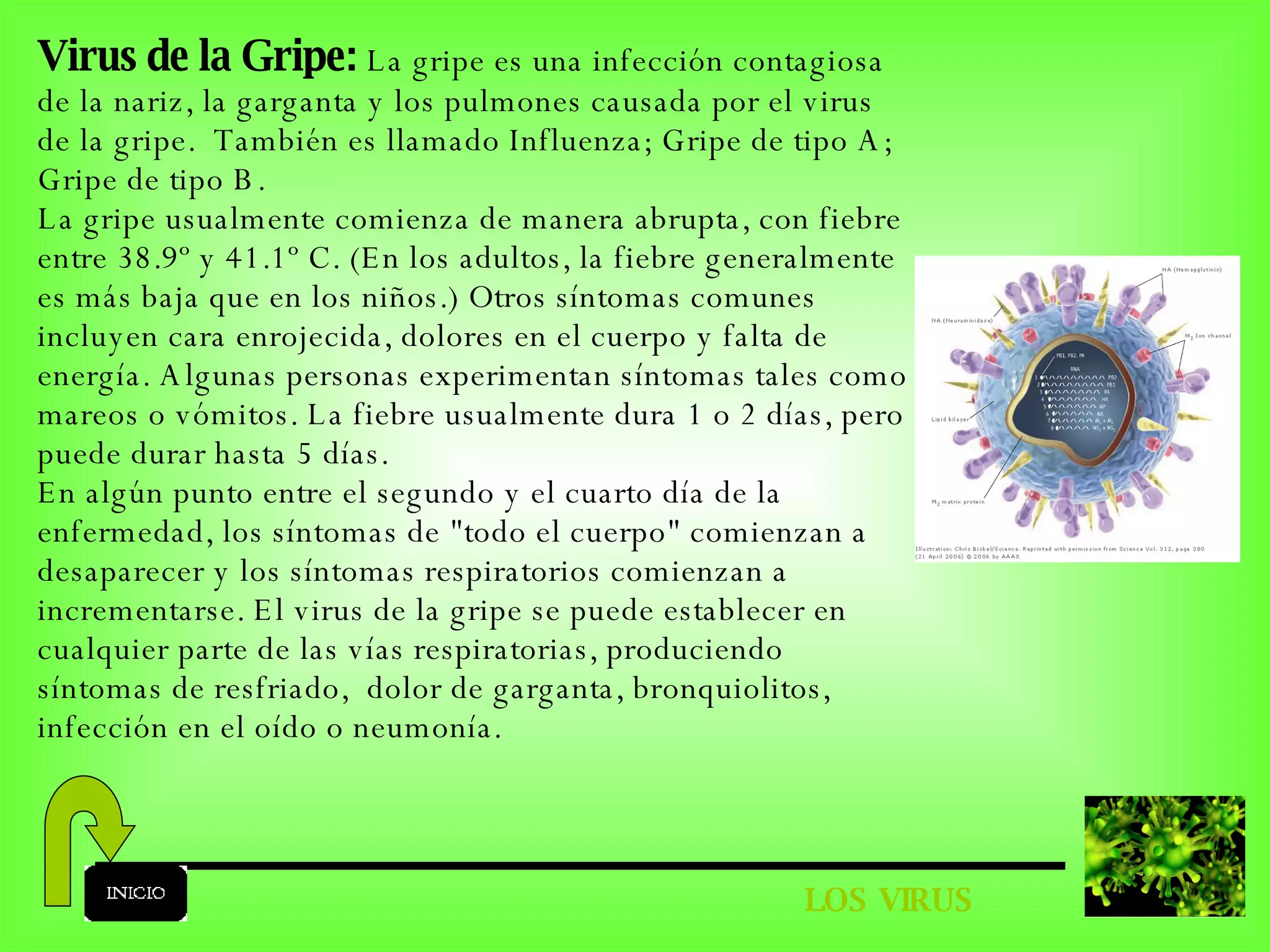 LOS VIRUS Virus de la Gripe:   La gripe es una infección contagiosa de la nariz, la garganta y los pulmones causada por el virus de la gripe.  También es llamado Influenza; Gripe de tipo A; Gripe de tipo B.  La gripe usualmente comienza de manera abrupta, con fiebre entre 38.9º y 41.1º C. (En los adultos, la fiebre generalmente es más baja que en los niños.) Otros síntomas comunes incluyen cara enrojecida, dolores en el cuerpo y falta de energía. Algunas personas experimentan síntomas tales como mareos o vómitos. La fiebre usualmente dura 1 o 2 días, pero puede durar hasta 5 días. En algún punto entre el segundo y el cuarto día de la enfermedad, los síntomas de &quot;todo el cuerpo&quot; comienzan a desaparecer y los síntomas respiratorios comienzan a incrementarse. El virus de la gripe se puede establecer en cualquier parte de las vías respiratorias, produciendo síntomas de resfriado,  dolor de garganta, bronquiolitos, infección en el oído o neumonía. 