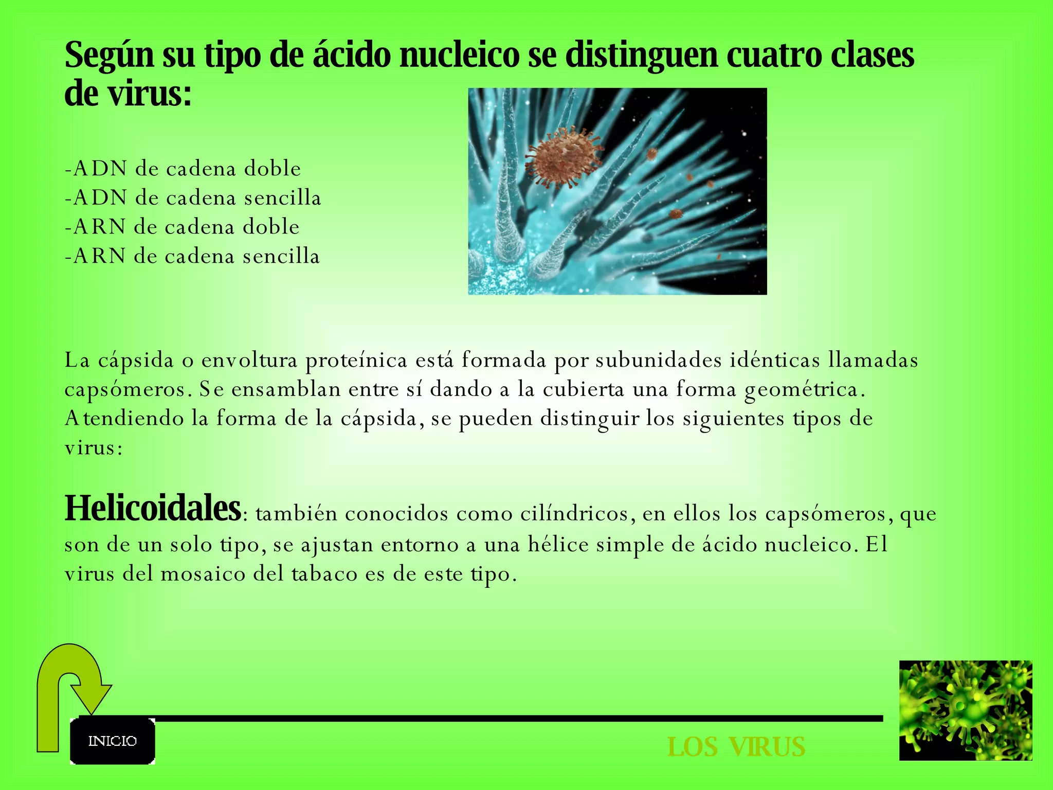LOS VIRUS Según su tipo de ácido nucleico se distinguen cuatro clases de virus: -ADN de cadena doble -ADN de cadena sencilla -ARN de cadena doble -ARN de cadena sencilla  La cápsida o envoltura proteínica está formada por subunidades idénticas llamadas capsómeros. Se ensamblan entre sí dando a la cubierta una forma geométrica. Atendiendo la forma de la cápsida, se pueden distinguir los siguientes tipos de virus:  Helicoidales : también conocidos como cilíndricos, en ellos los capsómeros, que son de un solo tipo, se ajustan entorno a una hélice simple de ácido nucleico. El virus del mosaico del tabaco es de este tipo. 