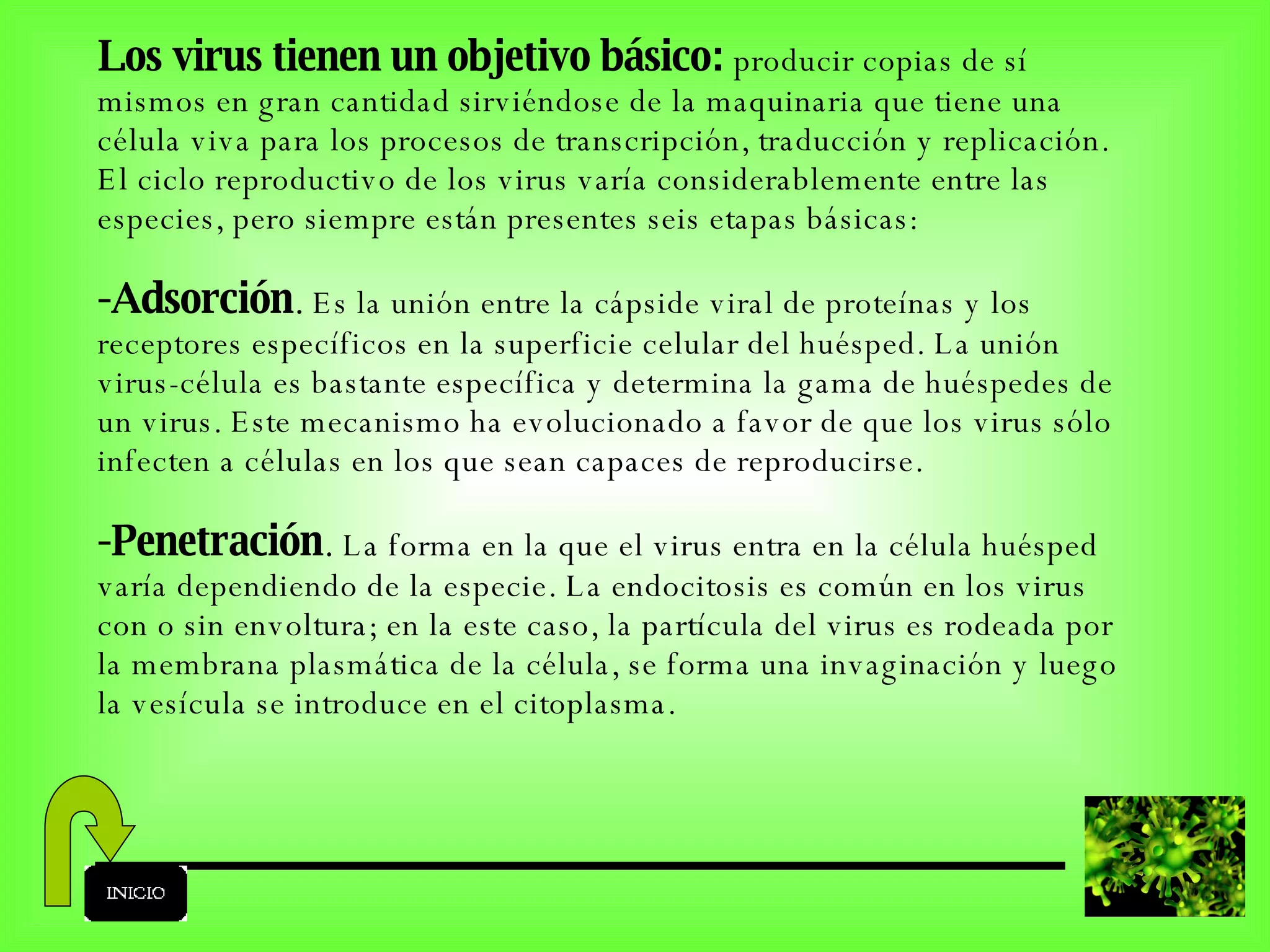 Los virus tienen un objetivo básico:  producir copias de sí mismos en gran cantidad sirviéndose de la maquinaria que tiene una célula viva para los procesos de transcripción, traducción y replicación. El ciclo reproductivo de los virus varía considerablemente entre las especies, pero siempre están presentes seis etapas básicas: -Adsorción .  Es la unión entre la cápside viral de proteínas y los receptores específicos en la superficie celular del huésped. La unión virus-célula es bastante específica y determina la gama de huéspedes de un virus. Este mecanismo ha evolucionado a favor de que los virus sólo infecten a células en los que sean capaces de reproducirse. -Penetración .  La forma en la que el virus entra en la célula huésped varía dependiendo de la especie. La endocitosis es común en los virus con o sin envoltura; en la este caso, la partícula del virus es rodeada por la membrana plasmática de la célula, se forma una invaginación y luego la vesícula se introduce en el citoplasma.  