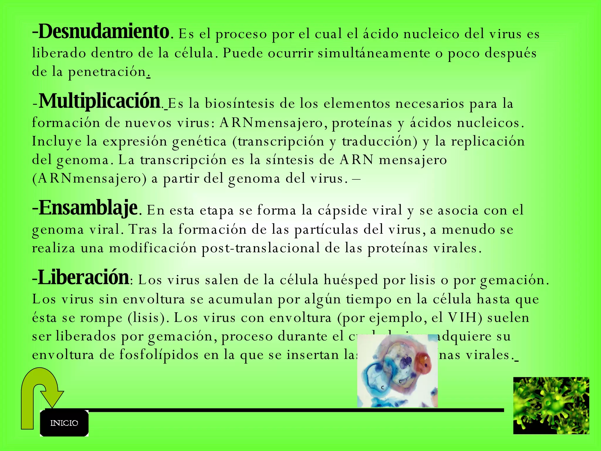 -Desnudamiento .  Es el proceso por el cual el ácido nucleico del virus es liberado dentro de la célula. Puede ocurrir simultáneamente o poco después de la penetración . - Multiplicación .   Es la biosíntesis de los elementos necesarios para la formación de nuevos virus: ARNmensajero, proteínas y ácidos nucleicos. Incluye la expresión genética (transcripción y traducción) y la replicación del genoma. La transcripción es la síntesis de ARN mensajero (ARNmensajero) a partir del genoma del virus. – -Ensamblaje .  En esta etapa se forma la cápside viral y se asocia con el genoma viral. Tras la formación de las partículas del virus, a menudo se realiza una modificación post-translacional de las proteínas virales.  - Liberación : Los virus salen de la célula huésped por lisis o por gemación. Los virus sin envoltura se acumulan por algún tiempo en la célula hasta que ésta se rompe (lisis). Los virus con envoltura (por ejemplo, el VIH) suelen ser liberados por gemación, proceso durante el cual el virus adquiere su envoltura de fosfolípidos en la que se insertan las glicoproteínas virales.   