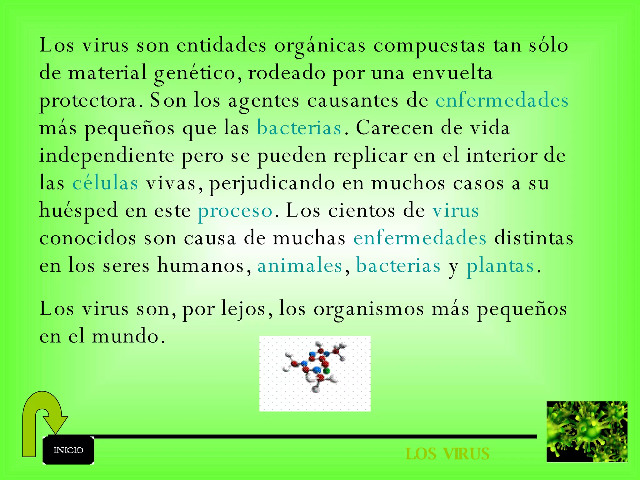 LOS VIRUS Los virus son entidades orgánicas compuestas tan sólo de material genético, rodeado por una envuelta protectora. Son los agentes causantes de  enfermedades  más pequeños que las  bacterias . Carecen de vida independiente pero se pueden replicar en el interior de las  células  vivas, perjudicando en muchos casos a su huésped en este  proceso . Los cientos de  virus  conocidos son causa de muchas  enfermedades  distintas en los seres humanos,  animales ,  bacterias  y  plantas .  Los virus son, por lejos, los organismos más pequeños en el mundo. 