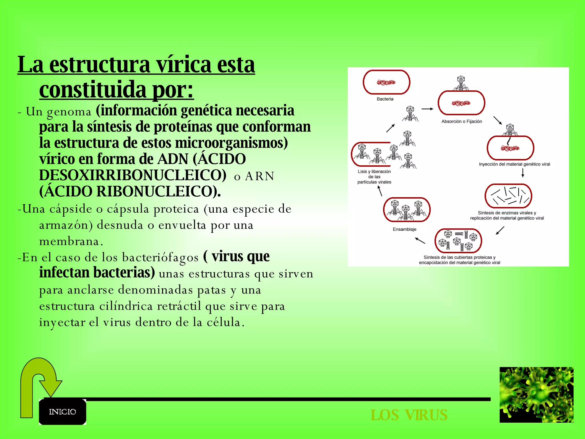 LOS VIRUS La estructura vírica esta constituida por: - Un genoma  (información genética necesaria para la síntesis de proteínas que conforman la estructura de estos microorganismos) vírico en forma de ADN (ÁCIDO DESOXIRRIBONUCLEICO)  o ARN  (ÁCIDO RIBONUCLEICO). -Una cápside o cápsula proteica (una especie de armazón) desnuda o envuelta por una membrana. -En el caso de los bacteriófagos  ( virus que infectan bacterias)  unas estructuras que sirven para anclarse denominadas patas y una estructura cilíndrica retráctil que sirve para inyectar el virus dentro de la célula. 