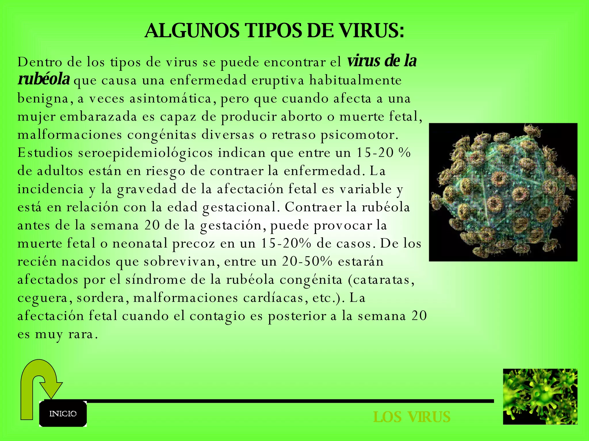 LOS VIRUS ALGUNOS TIPOS DE VIRUS: Dentro de los tipos de virus se puede encontrar el  virus de la rubéola  que causa una enfermedad eruptiva habitualmente benigna, a veces asintomática, pero que cuando afecta a una mujer embarazada es capaz de producir aborto o muerte fetal, malformaciones congénitas diversas o retraso psicomotor. Estudios seroepidemiológicos indican que entre un 15-20 % de adultos están en riesgo de contraer la enfermedad. La incidencia y la gravedad de la afectación fetal es variable y está en relación con la edad gestacional. Contraer la rubéola antes de la semana 20 de la gestación, puede provocar la muerte fetal o neonatal precoz en un 15-20% de casos. De los recién nacidos que sobrevivan, entre un 20-50% estarán afectados por el síndrome de la rubéola congénita (cataratas, ceguera, sordera, malformaciones cardíacas, etc.). La afectación fetal cuando el contagio es posterior a la semana 20 es muy rara. 