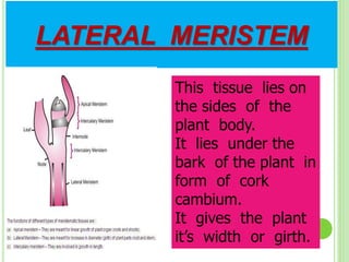 LATERAL MERISTEM
This tissue lies on
the sides of the
plant body.
It lies under the
bark of the plant in
form of cork
cambium.
It gives the plant
it’s width or girth.
 